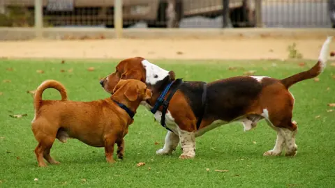 Two dogs greeting each other at Miyuki Dog Park, San Jose