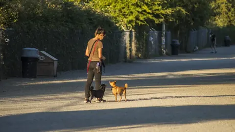 A person walking dogs along the path in the Magnuson Park off-leash area, Seattle