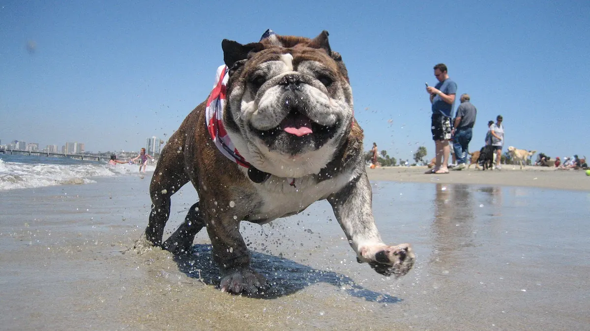 A bulldog running out of the water at Rosie's Dog Beach, Long Beach