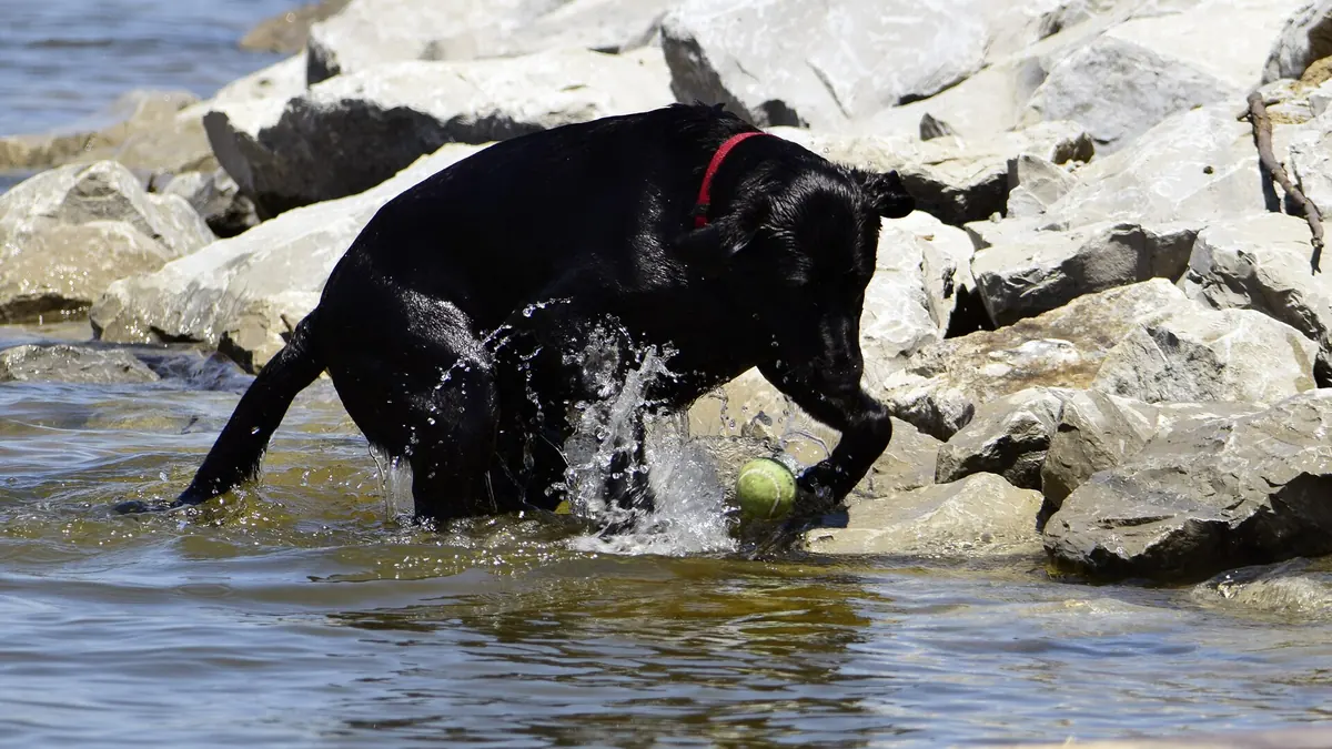 A black dog leaping into the water at Eagle Creek Park, Indianapolis