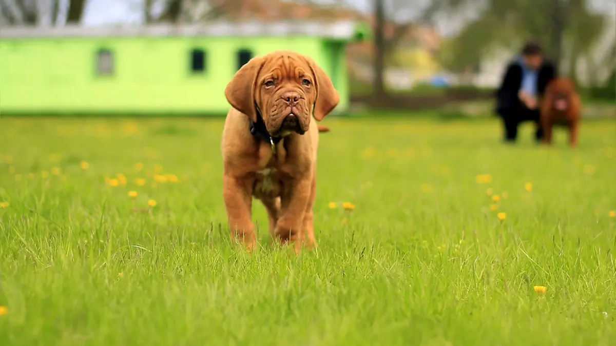 A young dog running across the grass in a park