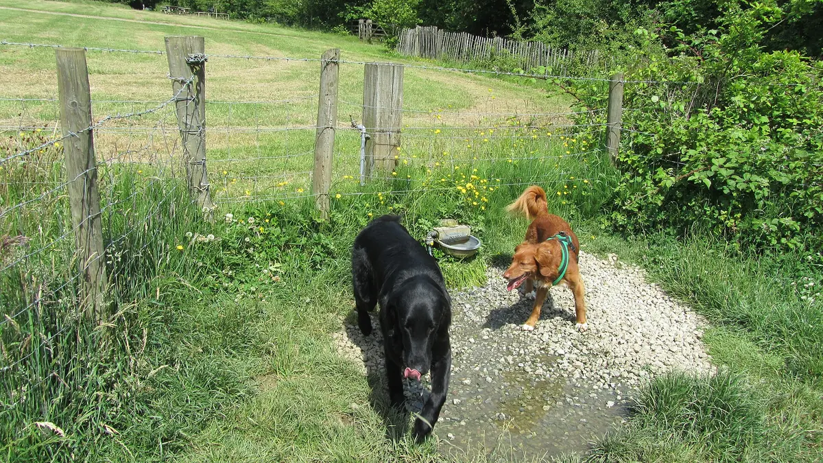 Two dogs at a water bowl on a path